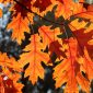 fall break travel