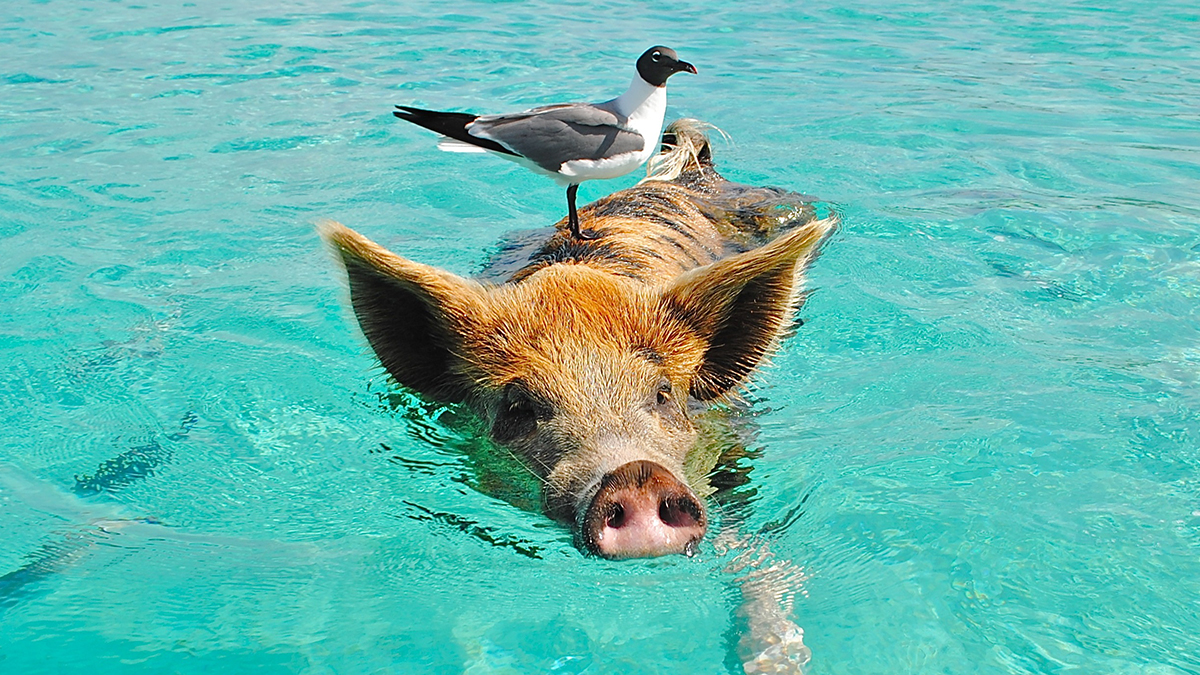 Bahamas Performance Trips