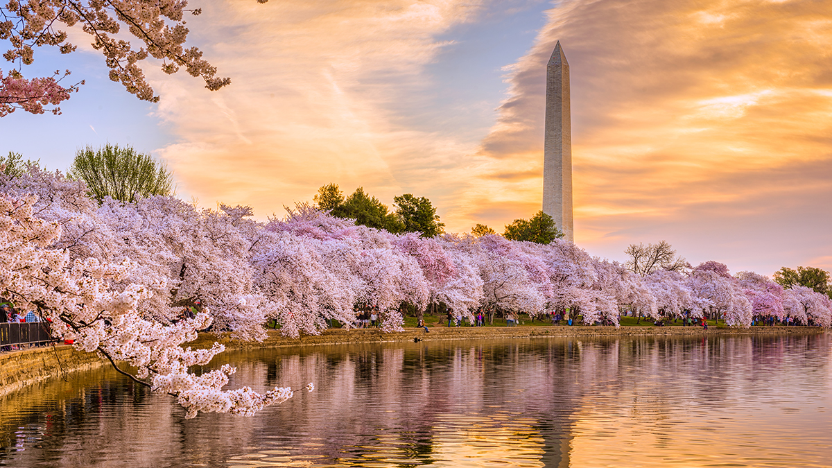 National Cherry Blossom Festival Parade for Band Students
