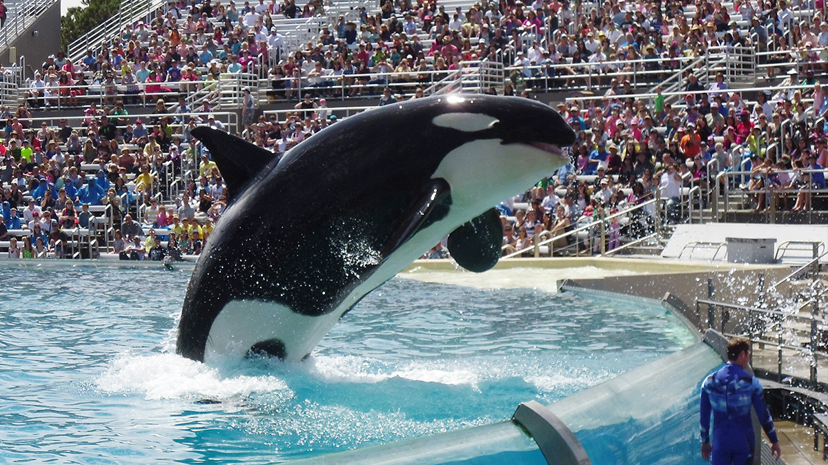 Orlando Music Performance Opportunities