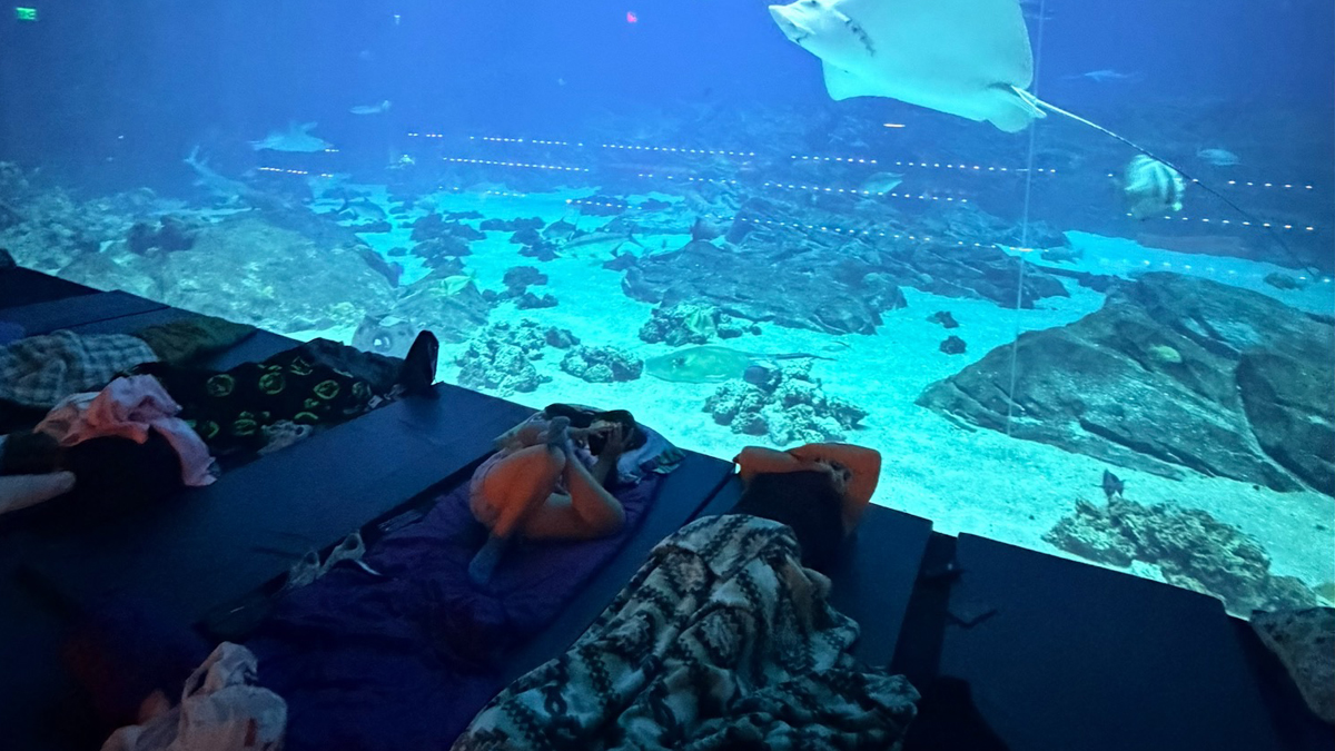 Atlanta Performance Trips